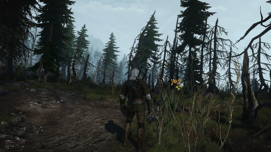 Skellige Forest