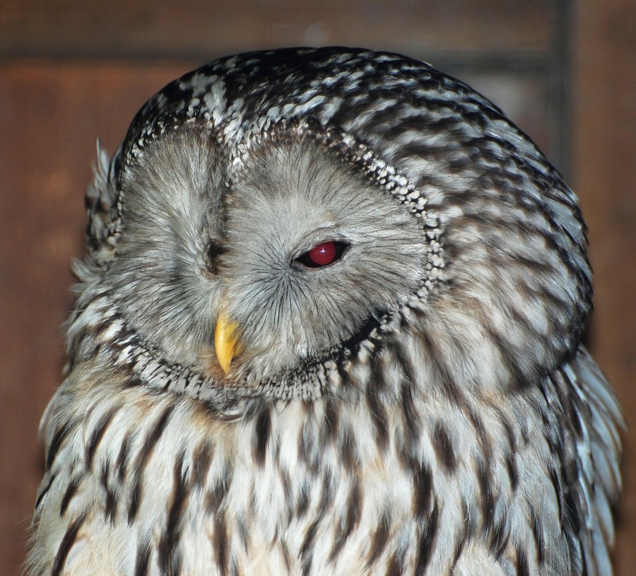 OWLS 1