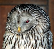 OWLS 1