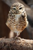 OWLS 4