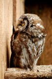 OWLS 9