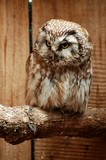 OWLS 10