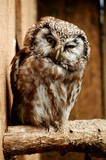 OWLS 11