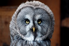 OWLS 22