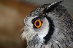 OWLS 34
