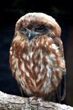 OWLS 36