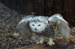 OWLS 43