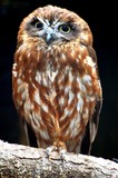 OWLS 45