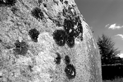 Lichenous Stone