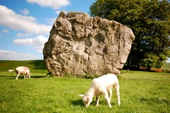 Lamb + Stone